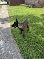 Princess , a female Belgian Malinois for sale in Houston, TX – 3 of 6