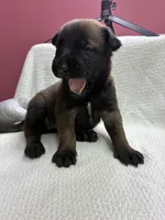 Viking, a male Belgian Malinois for sale in Houston, TX – Photo 2 of 2