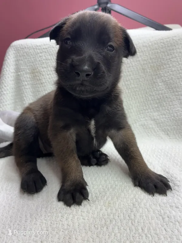 Viking – Belgian Malinois puppy for sale in Houston, TX