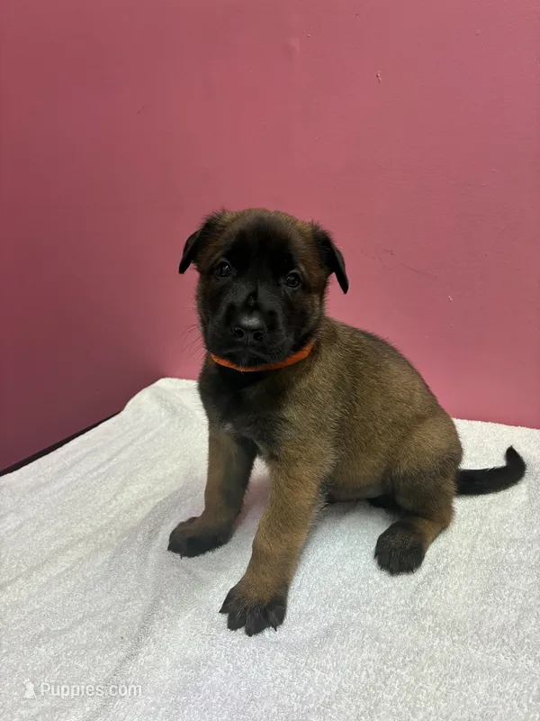 Viking – Belgian Malinois puppy for sale in Houston, TX