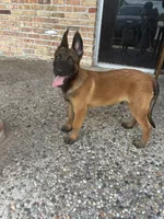 Reaper, a male Belgian Malinois for sale in Houston, TX – 2 of 5