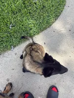 Princess , a female Belgian Malinois for sale in Houston, TX – 2 of 6