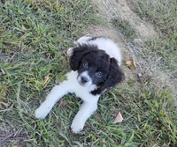 Zoe Bell, a female Cavapoo for sale in Marston, MO – 5 of 10