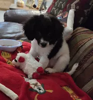 Zoe Bell, a female Cavapoo for sale in Marston, MO – 7 of 10