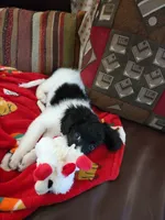 Zoe Bell, a female Cavapoo for sale in Marston, MO – 6 of 10