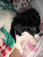 Zoe Bell, a female Cavapoo for sale in Marston, MO – 8 of 10