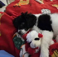 Zoe Bell, a female Cavapoo for sale in Marston, MO – 3 of 10