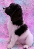 Zoe Bell, a female Cavapoo for sale in Marston, MO – 4 of 10