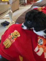 Zoe Bell, a female Cavapoo for sale in Marston, MO – 2 of 10
