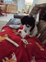 Zoe Bell, a female Cavapoo for sale in Marston, MO – 6 of 10