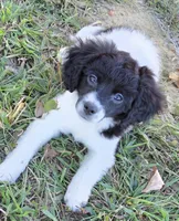 Zoe Bell, a female Cavapoo for sale in Marston, MO – 3 of 10