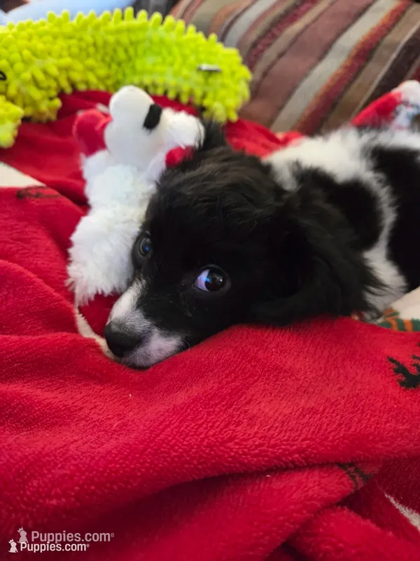 Zoe Bell, a female Cavapoo for sale in Marston, MO – 1 of 10