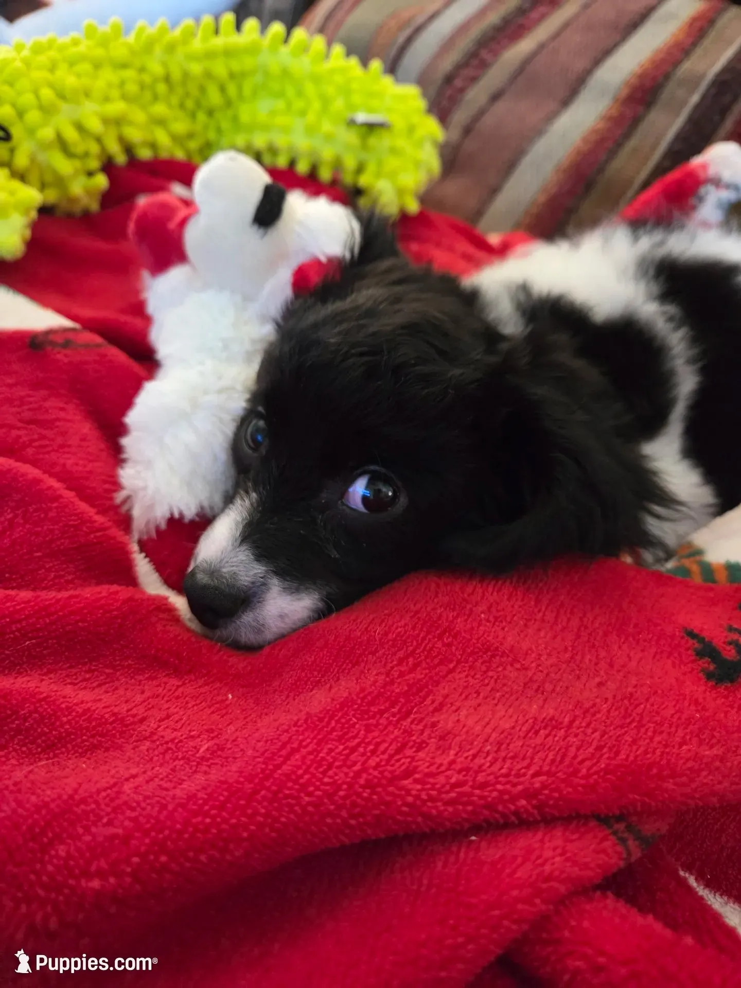 Zoe Bell, a female Cavapoo for sale in Marston, MO – 1 of 10