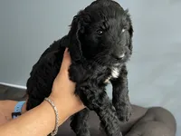 Bourbon, a male Goldendoodle for sale in Lansing, MI – 6 of 6