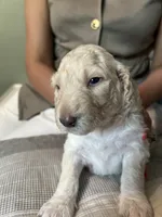 Rosé, a female Goldendoodle for sale in Lansing, MI – 2 of 4