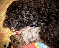 Merlot, a male Goldendoodle for sale in Lansing, MI – 4 of 9