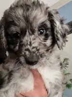 Merlot, a male Goldendoodle for sale in Lansing, MI – 8 of 9