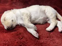 Champagne , a female Goldendoodle for sale in Lansing, MI – 2 of 4