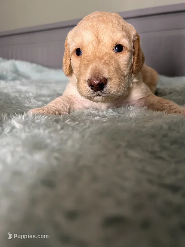 Pinot – Goldendoodle puppy for sale in Lansing, MI