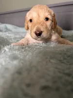 Pinot, a male Goldendoodle for sale in Lansing, MI – 1 of 5