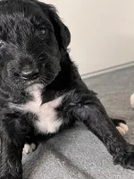 Bourbon, a male Goldendoodle for sale in Lansing, MI – 3 of 5
