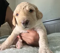Pinot, a male Goldendoodle for sale in Lansing, MI – 4 of 5