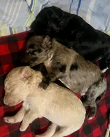 Merlot, a male Goldendoodle for sale in Lansing, MI – 3 of 3