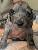 Merlot, a male Goldendoodle for sale in Lansing, MI – 1 of 9