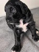Bourbon, a male Goldendoodle for sale in Lansing, MI – 4 of 5