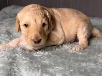 Pinot, a male Goldendoodle for sale in Lansing, MI – 3 of 5