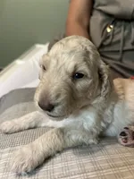 Rosé, a female Goldendoodle for sale in Lansing, MI – 4 of 4