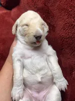 Champagne , a female Goldendoodle for sale in Lansing, MI – 4 of 4