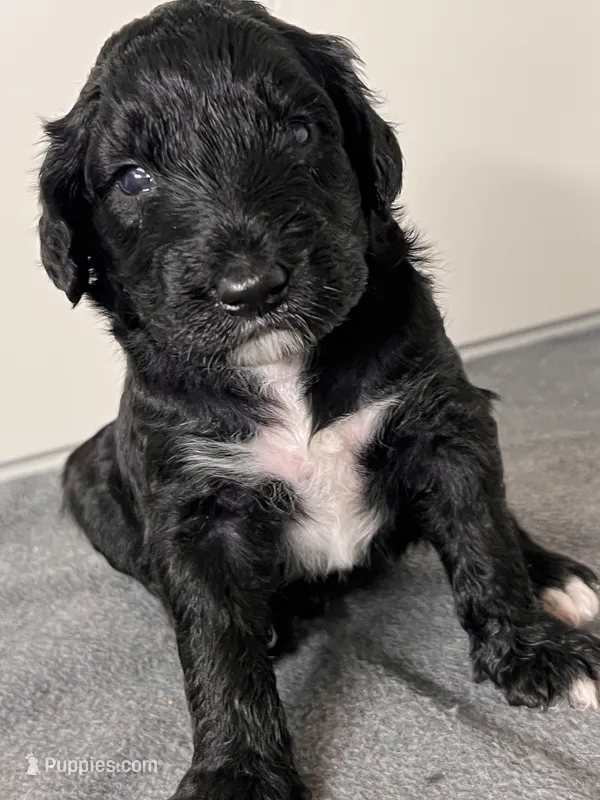 Bourbon – Goldendoodle puppy for sale in Lansing, MI