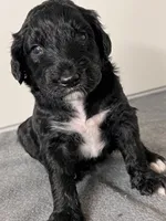 Bourbon, a male Goldendoodle for sale in Lansing, MI – 1 of 5