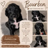Bourbon, a male Goldendoodle for sale in Lansing, MI – 5 of 5