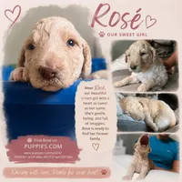 Rosé, a female Goldendoodle for sale in Lansing, MI – 5 of 6