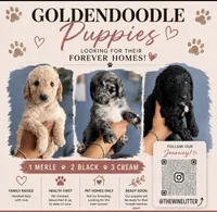 Rosé, a female Goldendoodle for sale in Lansing, MI – 6 of 6