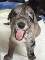 Merlot, a male Goldendoodle for sale in Lansing, MI – 5 of 9