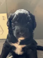 Bourbon, a male Goldendoodle for sale in Lansing, MI – 2 of 5