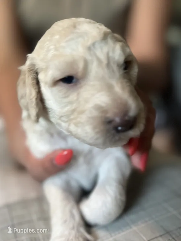 Champagne  – Goldendoodle puppy for sale in Lansing, MI