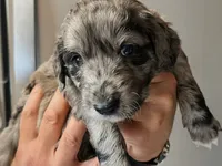 Merlot, a male Goldendoodle for sale in Lansing, MI – 7 of 9