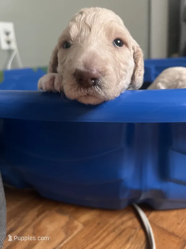 Rosé – Goldendoodle puppy for sale in Lansing, MI