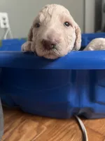 Rosé, a female Goldendoodle for sale in Lansing, MI – 1 of 4