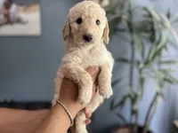 Champagne , a female Goldendoodle for sale in Lansing, MI – 6 of 7