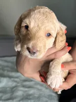 Pinot, a male Goldendoodle for sale in Lansing, MI – 2 of 5