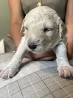 Champagne , a female Goldendoodle for sale in Lansing, MI – 3 of 4