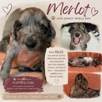 Merlot, a male Goldendoodle for sale in Lansing, MI – 6 of 9