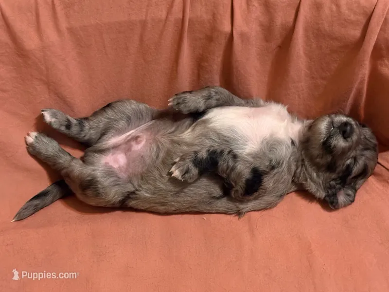 Merlot – Goldendoodle puppy for sale in Lansing, MI