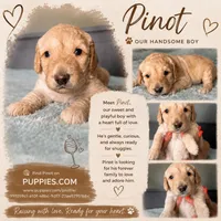 Pinot, a male Goldendoodle for sale in Lansing, MI – 5 of 5