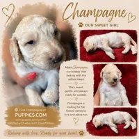 Champagne , a female Goldendoodle for sale in Lansing, MI – 5 of 7